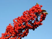 11th Jan 2013 - Red Pyracantha Berries