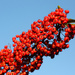 Red Pyracantha Berries by phil_howcroft