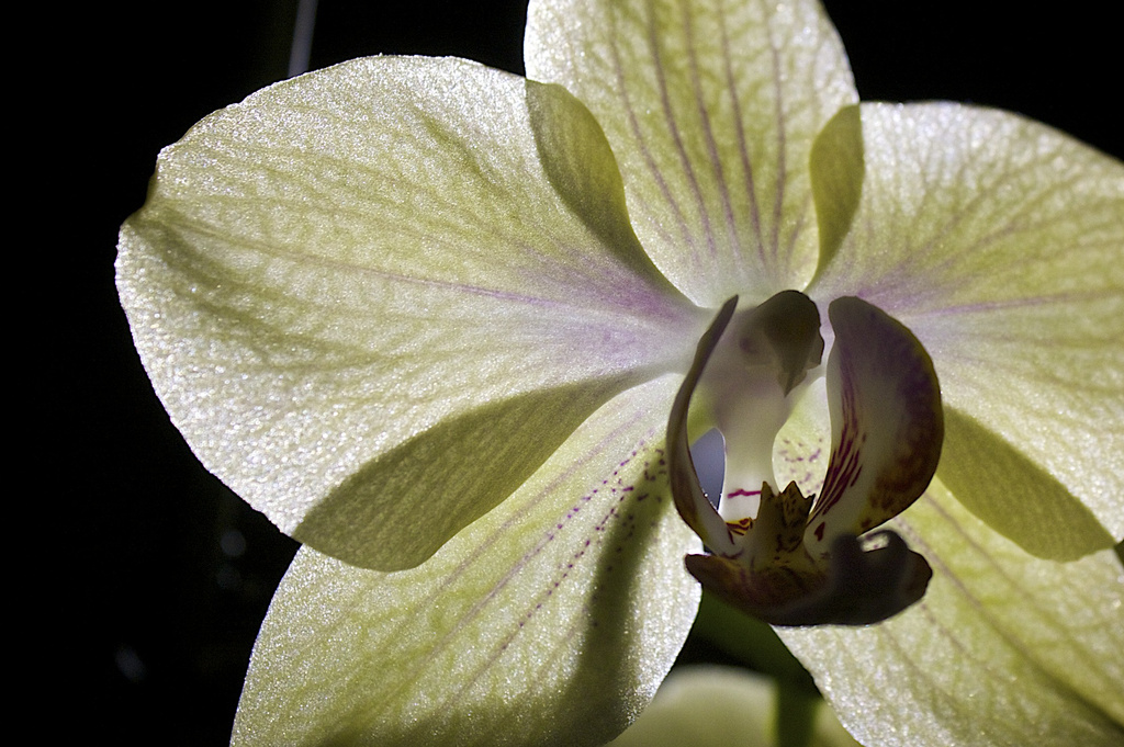 Orchid by nicolaeastwood