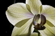 11th Jan 2013 - Orchid
