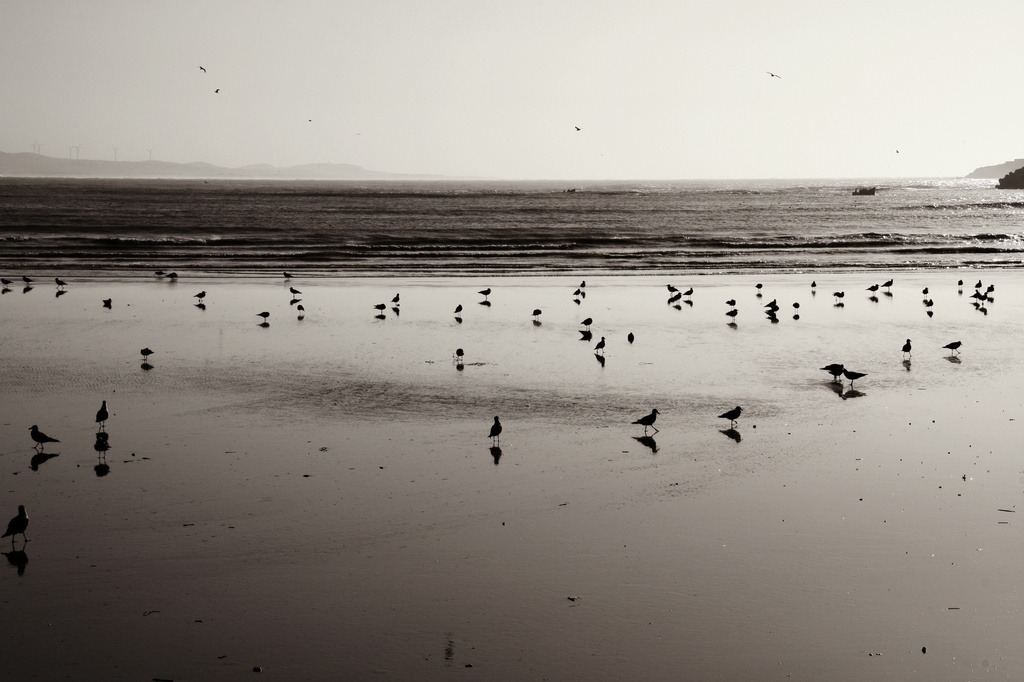Gull Beach. by jgoldrup