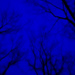 Night Blue by hjbenson