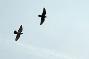 10th Jan 2013 - (Day 332) - Double Wingspan