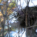 Empty Nest by whiteswan