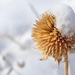 Snow Flower by pflaume