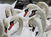 11th Jan 2013 - tangle of swans