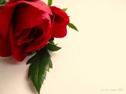 12th Jan 2013 - Red, red rose.