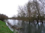 3rd Jan 2013 - River Avon Salisbury week one