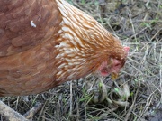 5th Jan 2013 - Chicken hunting for food - 05-1