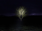 8th Jan 2013 - Oak tree by torch light - 08-1