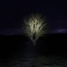 Oak tree by torch light - 08-1 by barrowlane