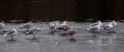 12th Jan 2013 - Gulls on Ice