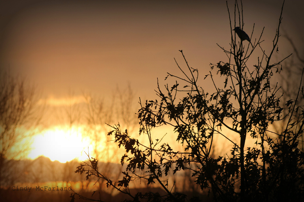 Songbird at Sunrise by cindymc