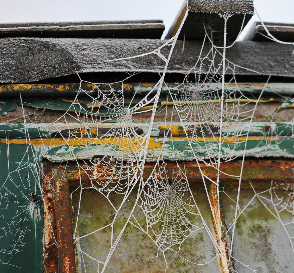 frosted webs by jantan