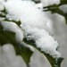 Snow :) by nicoleterheide