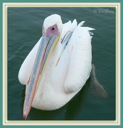 13th Jan 2013 - Great White Pelican - Pelecanus onocrotalus
