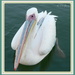 Great White Pelican - Pelecanus onocrotalus by kiwiflora