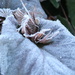 Frozen bergenia leaf by jankoos