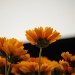 Flowers by dora