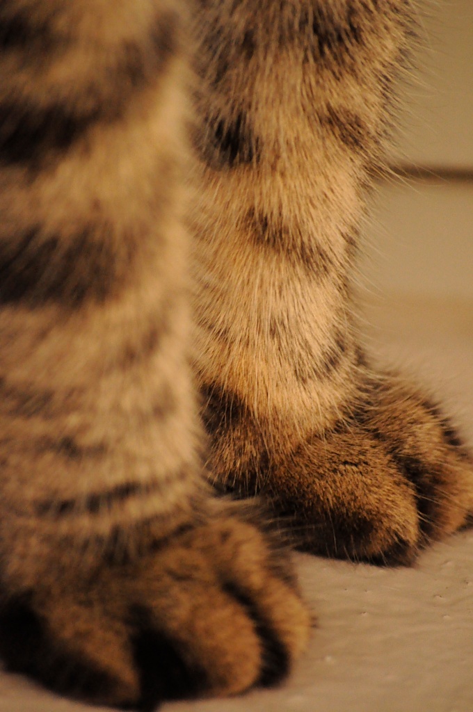 Sammy's toes by dora