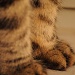 Sammy's toes by dora