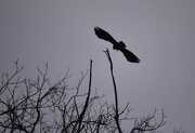 12th Jan 2013 - Crow Takes Flight