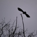 Crow Takes Flight by kareenking