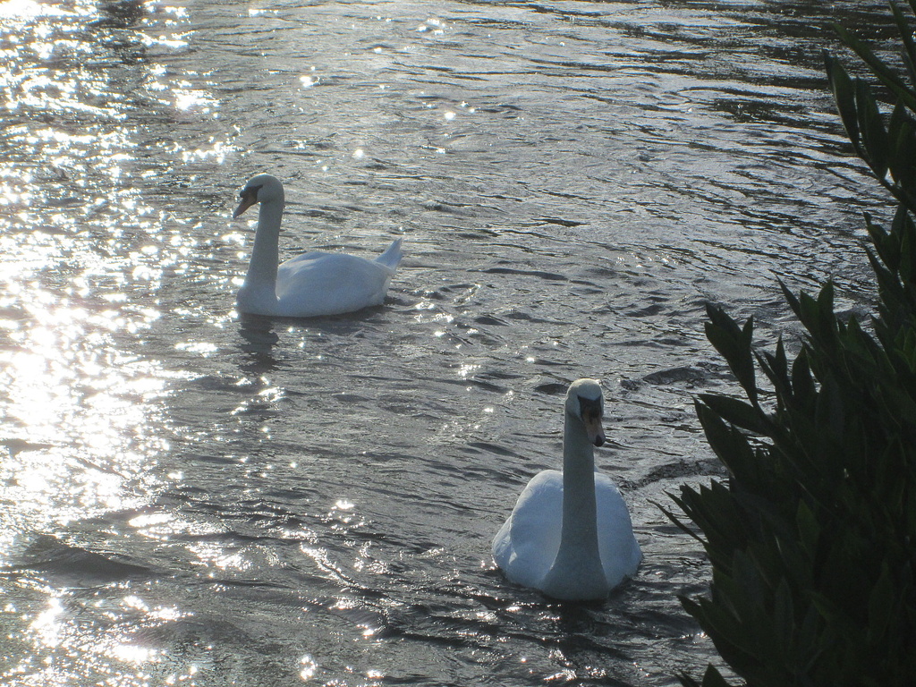 'water': two swans a-shimmering by quietpurplehaze