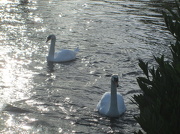 13th Jan 2013 - 'water': two swans a-shimmering
