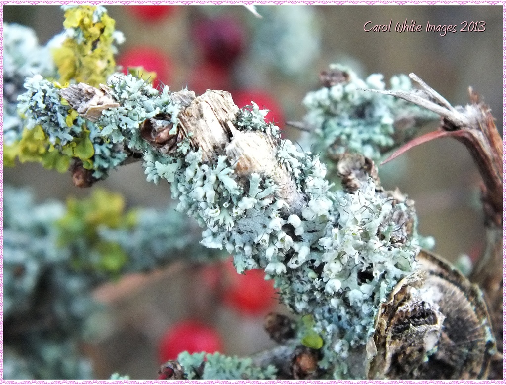 Frosty Lichen by carolmw