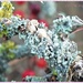 Frosty Lichen by carolmw