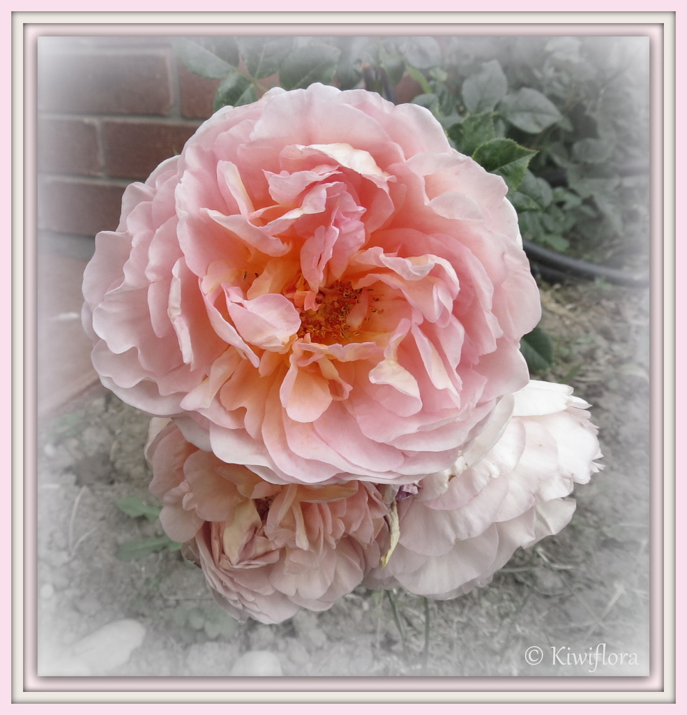 Pink Rose by kiwiflora