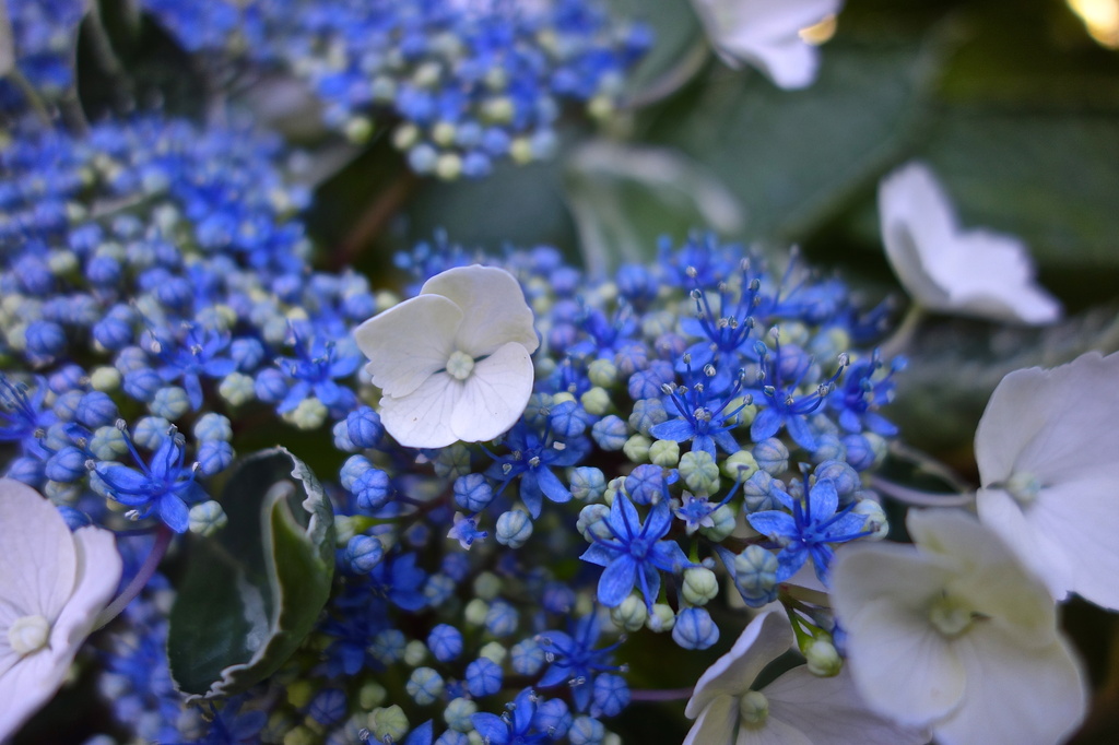 Blue hydrangea by cocobella