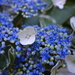 Blue hydrangea by cocobella