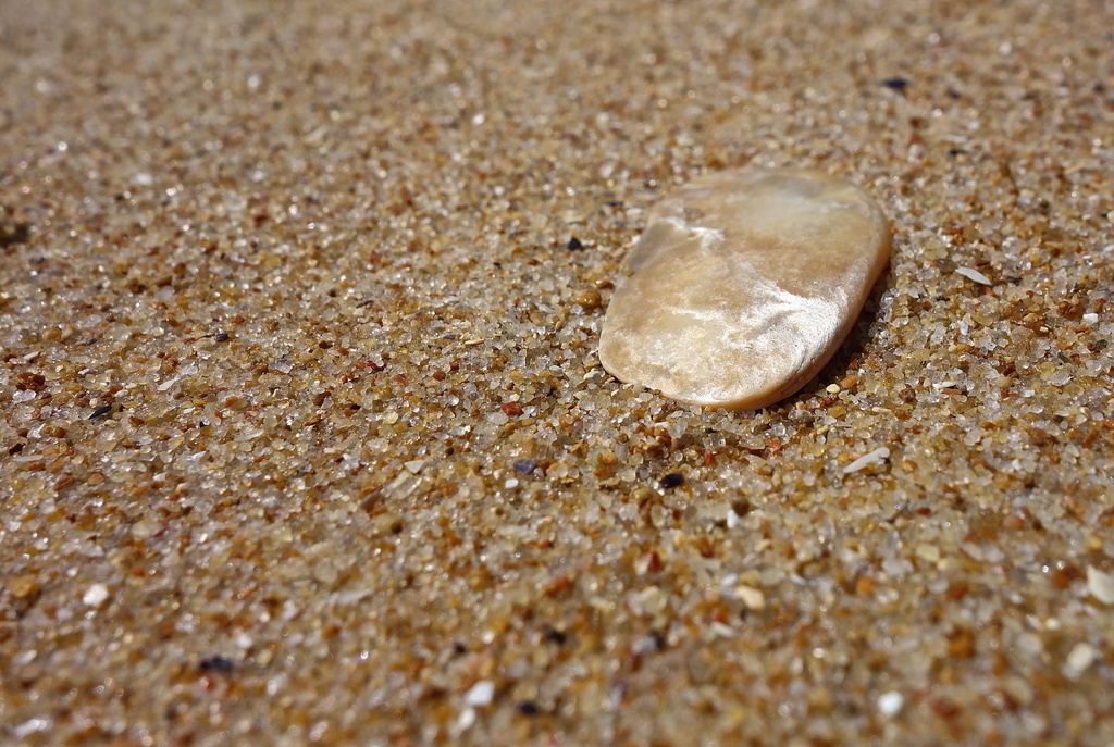 golden shell on golden beach by cocobella