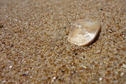 13th Jan 2013 - golden shell on golden beach