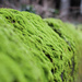 Moss on the church wall by manek43509