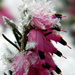 Frosty pink by nicoleterheide