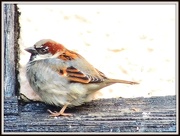 13th Jan 2013 - Female House Sparrow