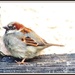 Female House Sparrow by rosiekind