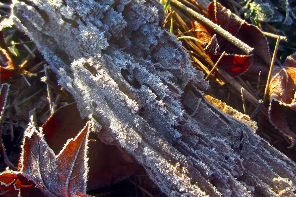 Frosty Driftwood by milaniet