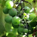 2013 01 13 Grapes in our Garden by kwiksilver