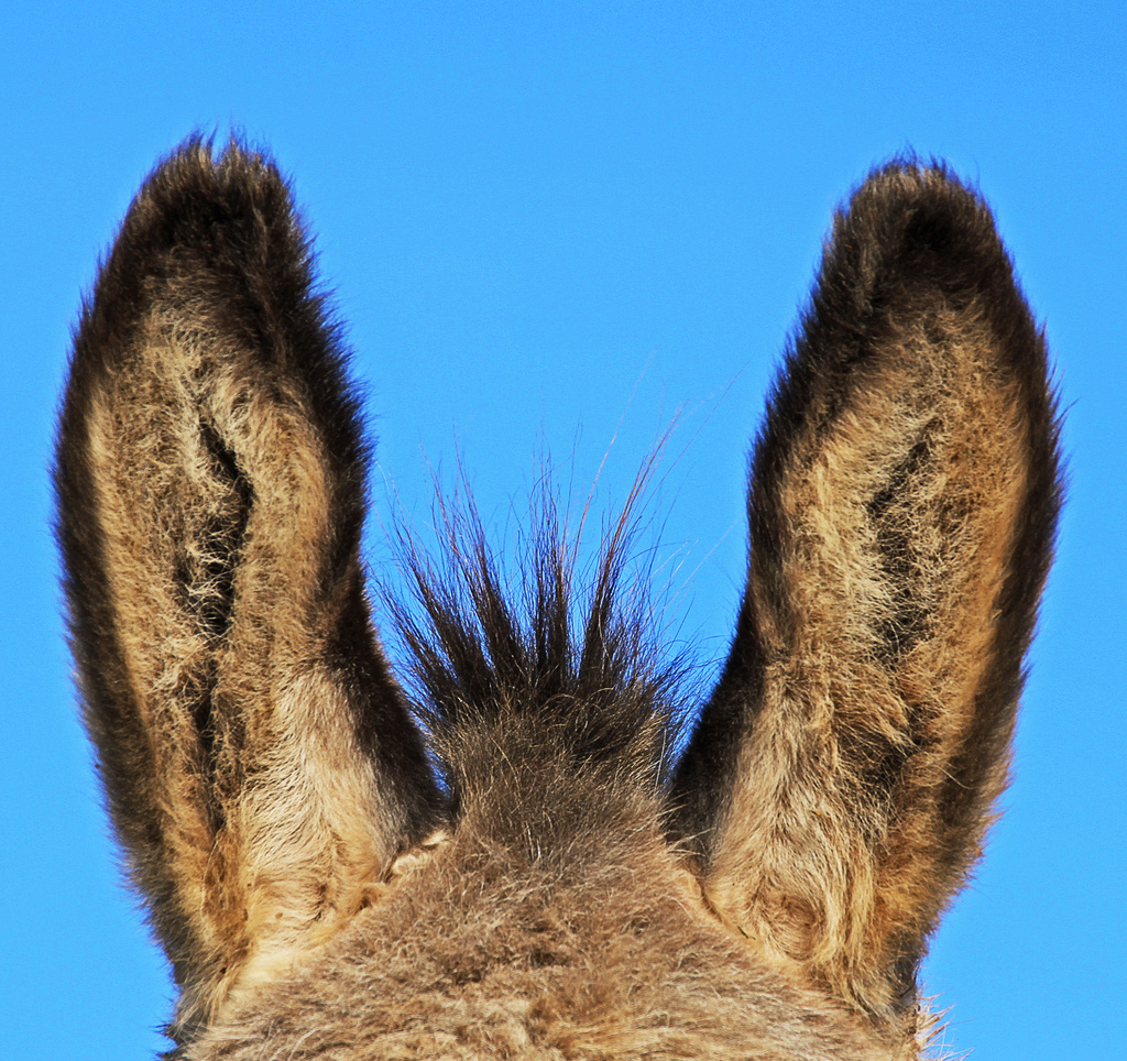 donkey's ears by jantan