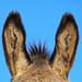 donkey's ears by jantan