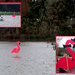 Spanish Town Mardi Gras Flamingos by eudora