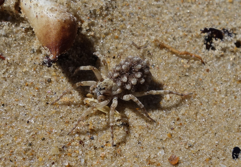 Sand spider by cocobella