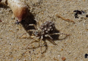 14th Jan 2013 - Sand spider