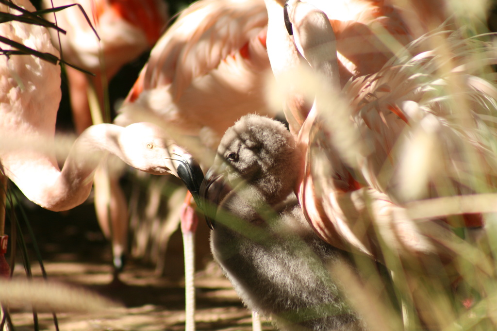 Flamingo by kerristephens