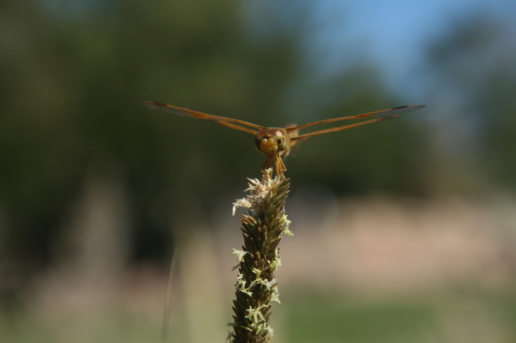 Have You Ever Seen A Dragon Fly? by kerristephens