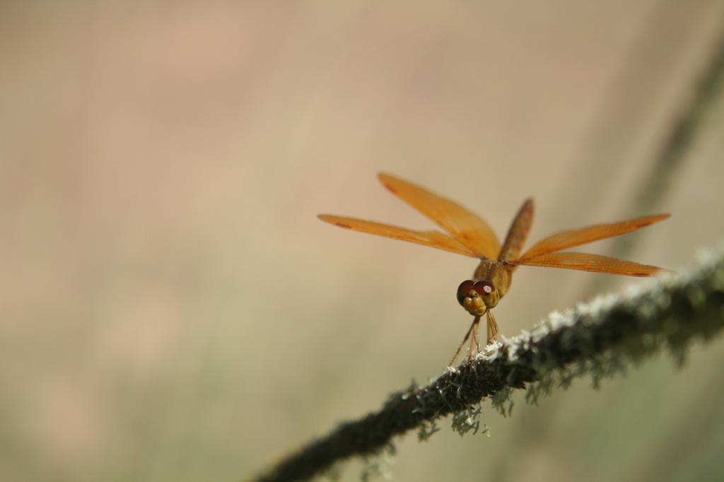 Dragonfly  by kerristephens
